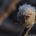 Frostige Frisur (Portrait eines Weidenkätzchens) II (edited)