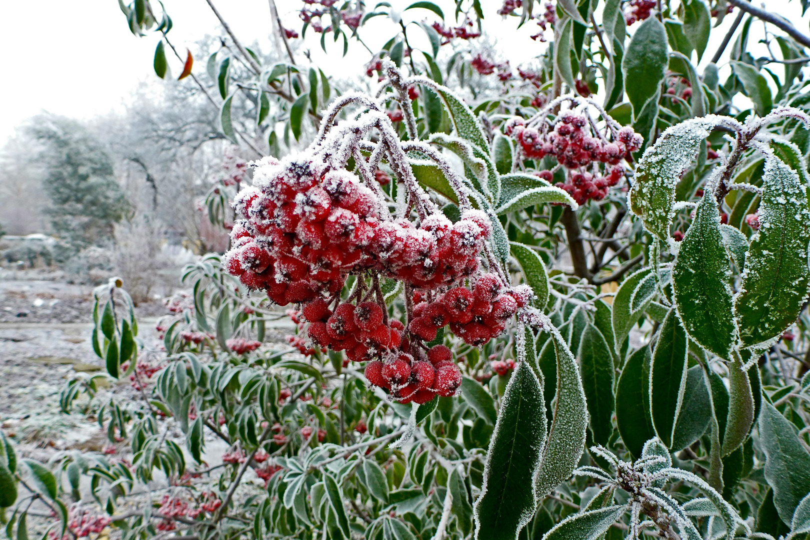 Frostige Früchtchen