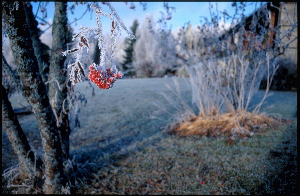 Frostige Früchtchen