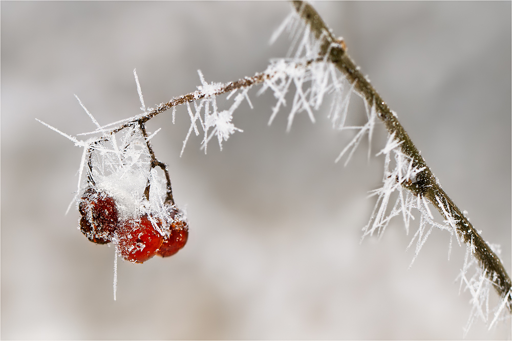 Frostige Früchte