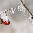 Frostige Früchte