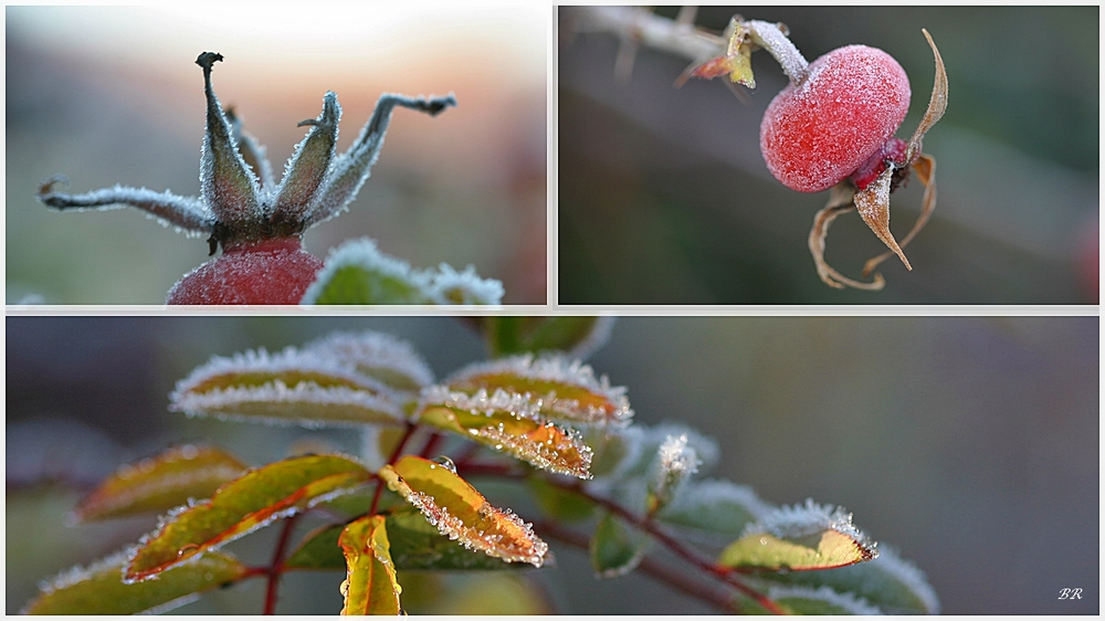 Frostige Früchte