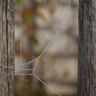 Frostige Gartenzaunverspannung vor dem Birnenspalier