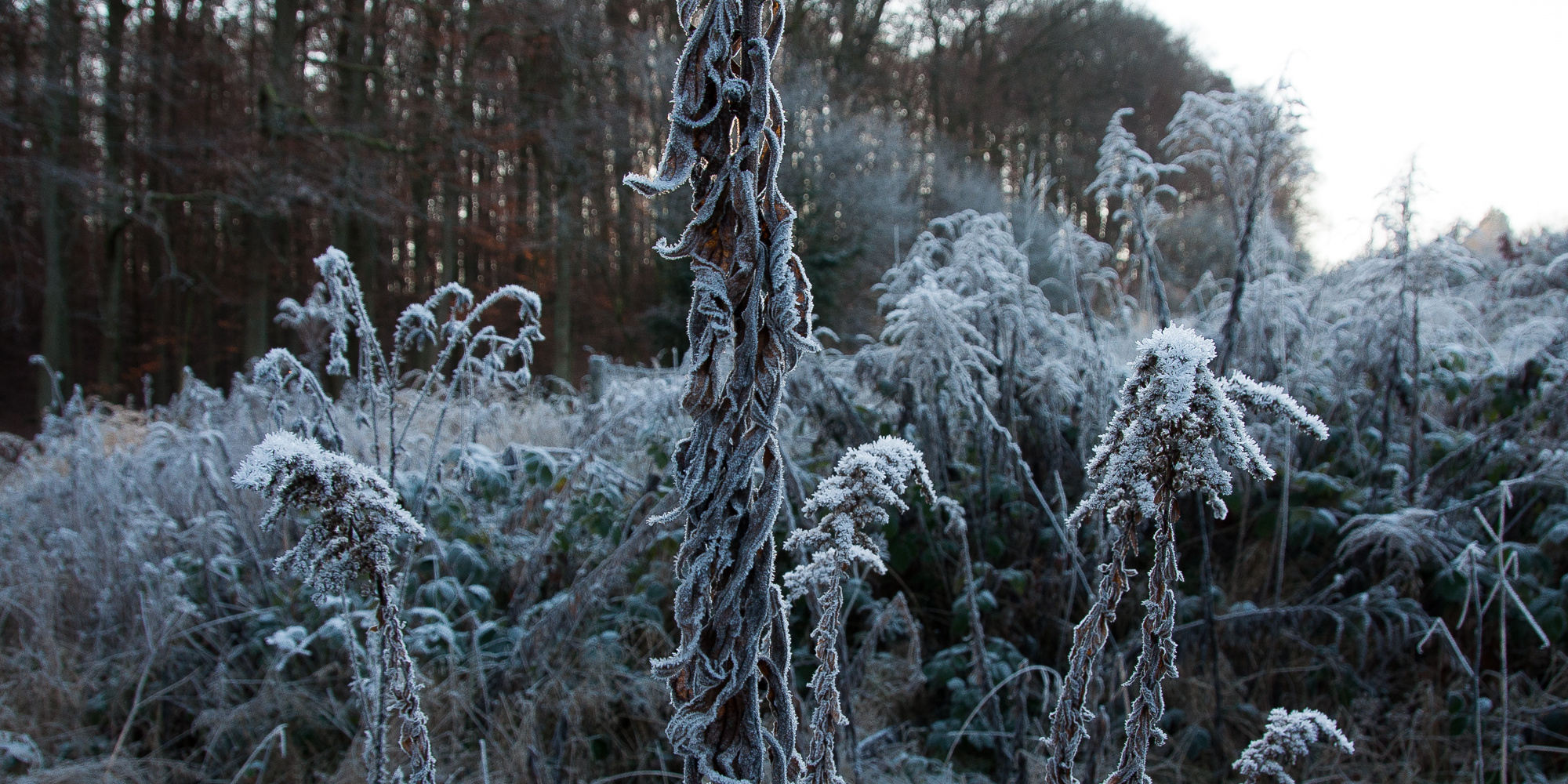 frostige Gestalten