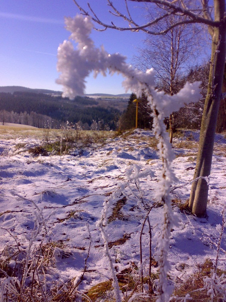 Frostige Gräser