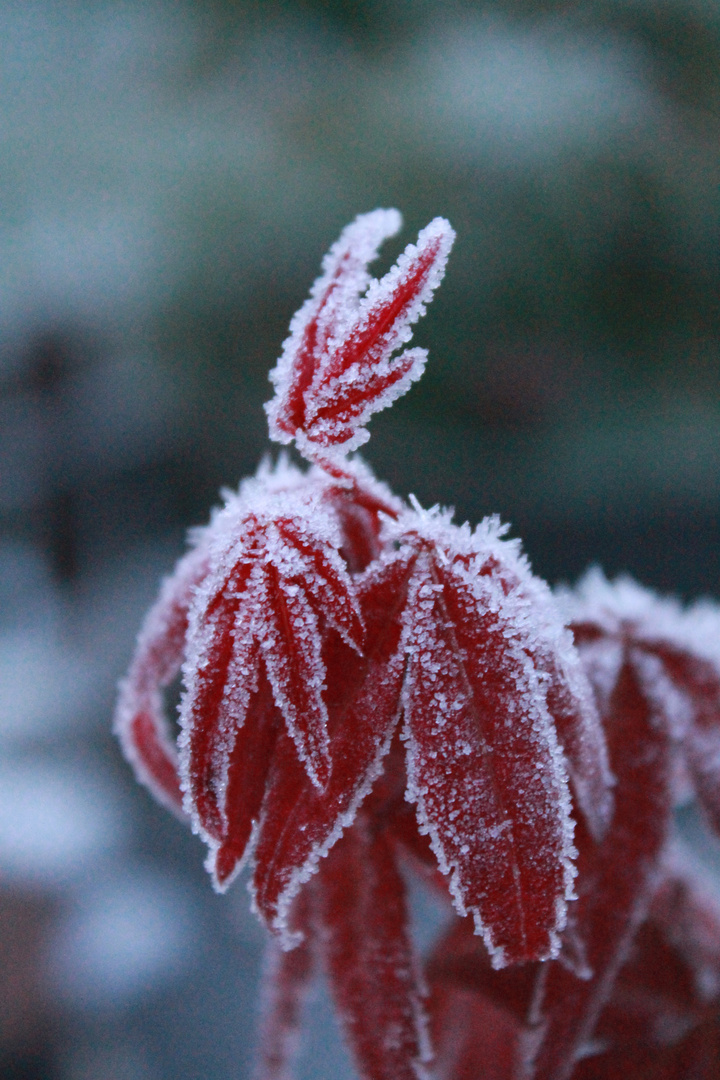 Frostige Grüße