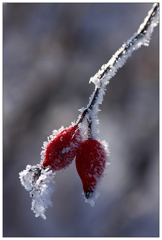 Frostige Hagebutte