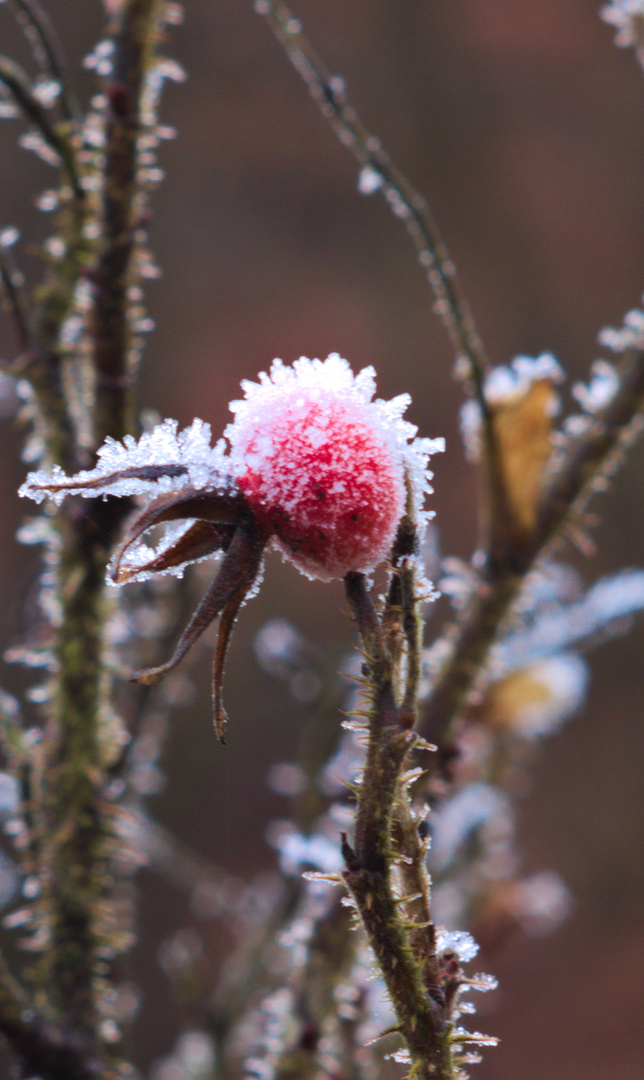 Frostige Hagebutte