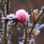 Frostige Hagebutte