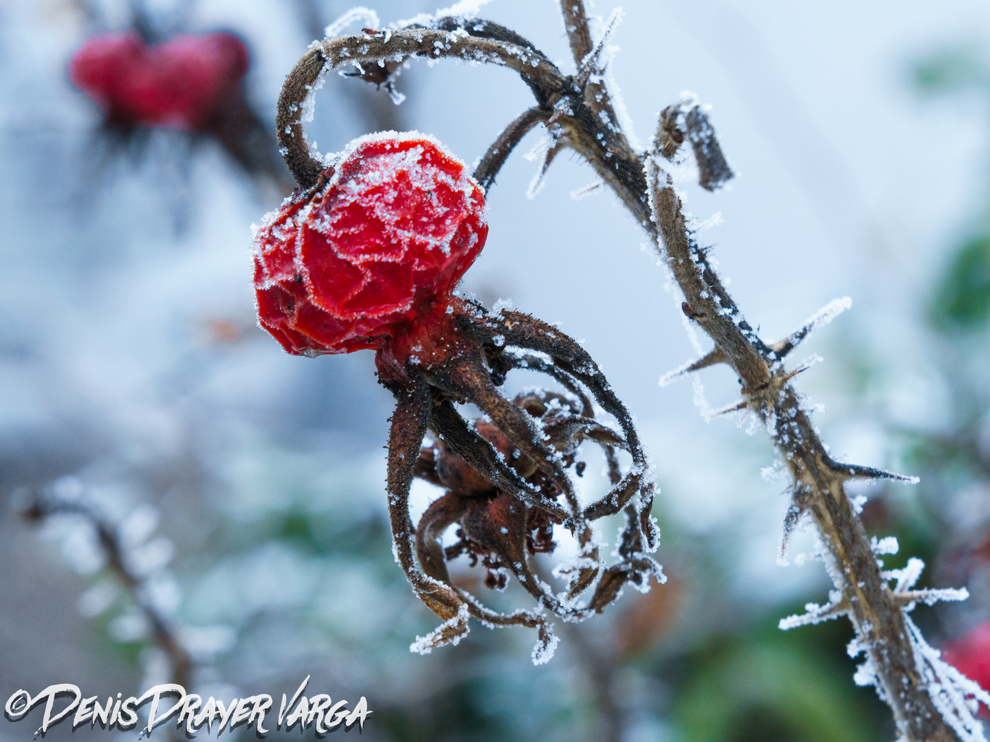 Frostige Hagebutte