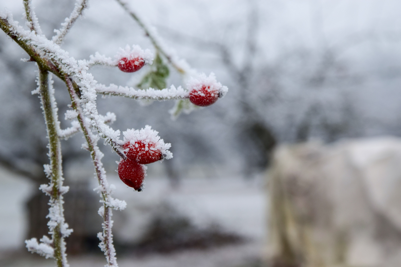 Frostige Hagebutten