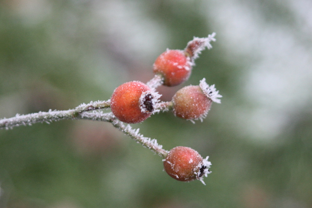 frostige Hagebutten