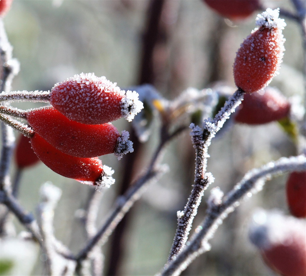 Frostige Hagebutten