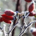 Frostige Hagebutten