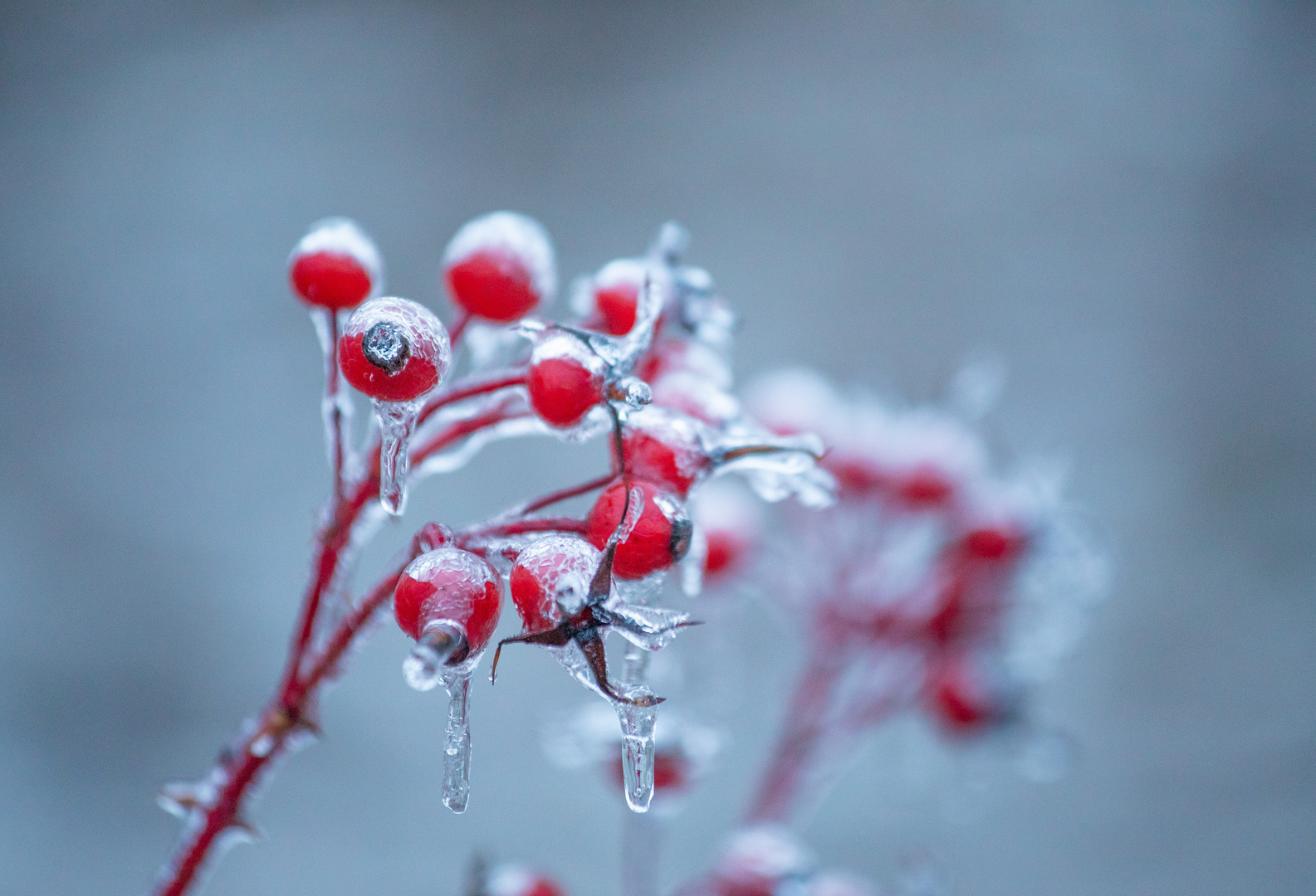 Frostige Hagebutten