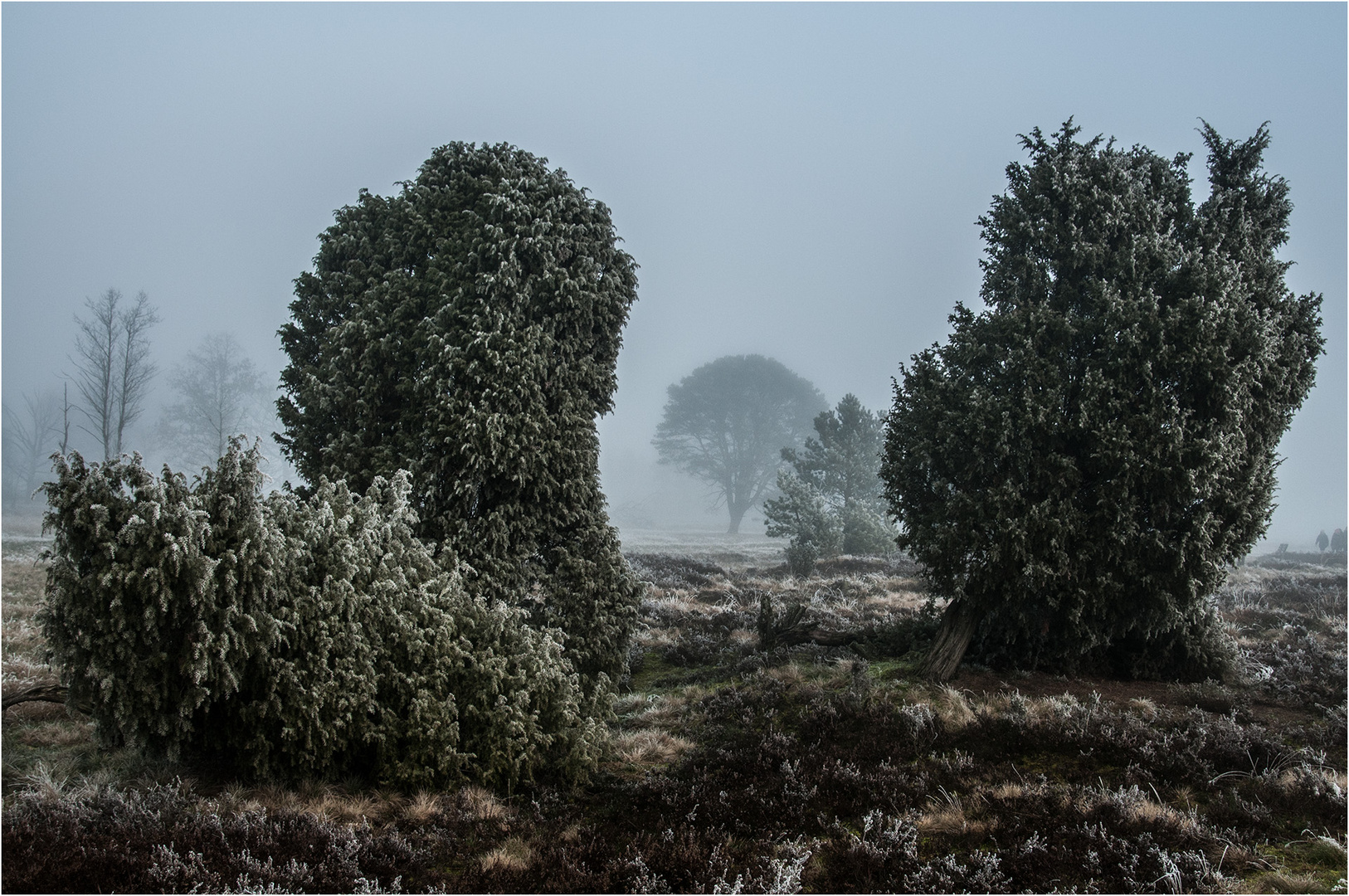 Frostige Heide ...