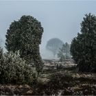 Frostige Heide ...