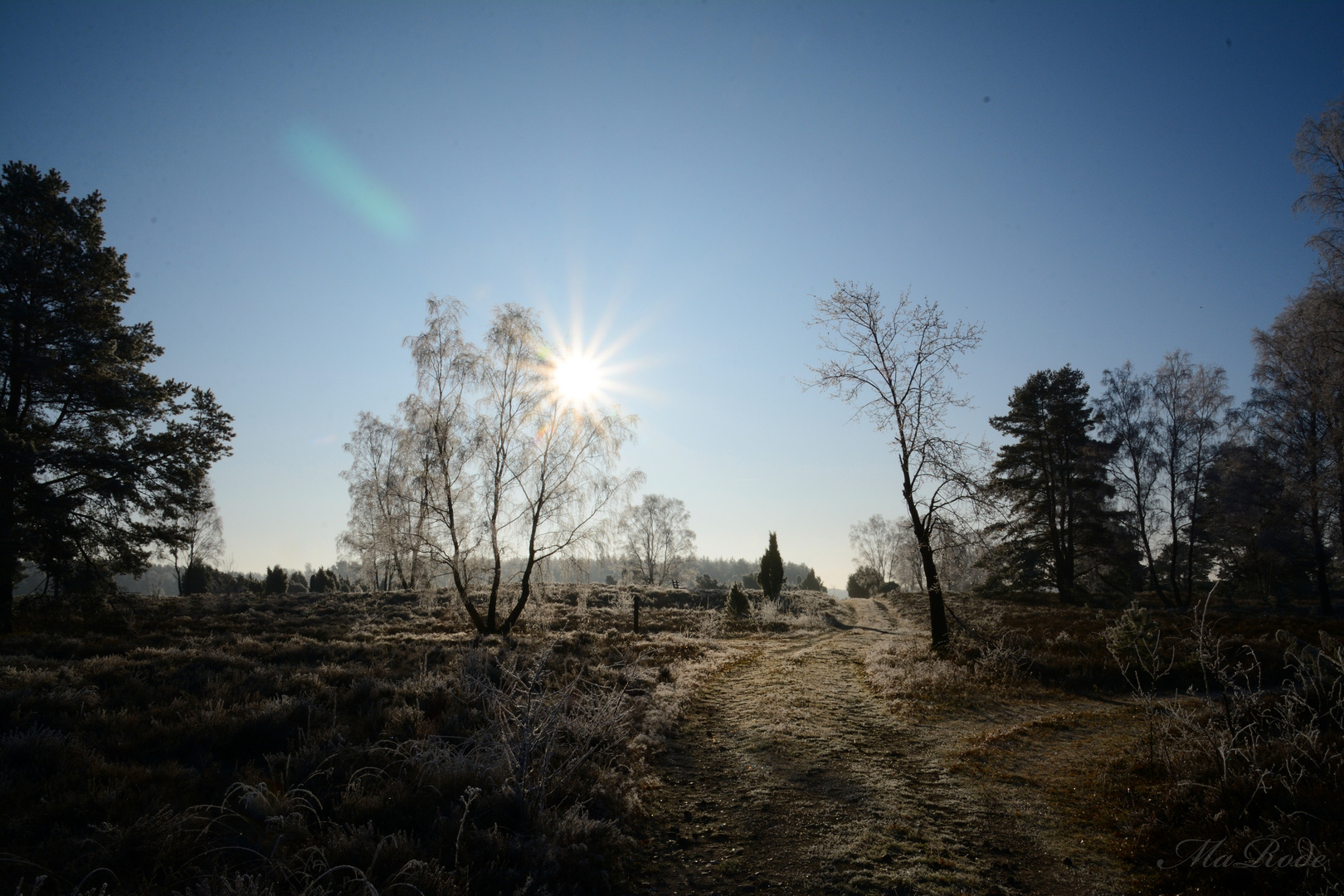 Frostige Heide 