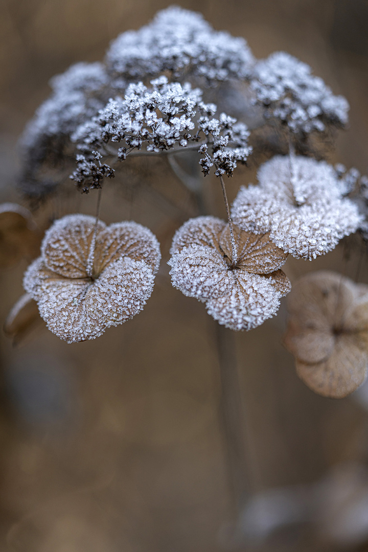 Frostige Hortensien 