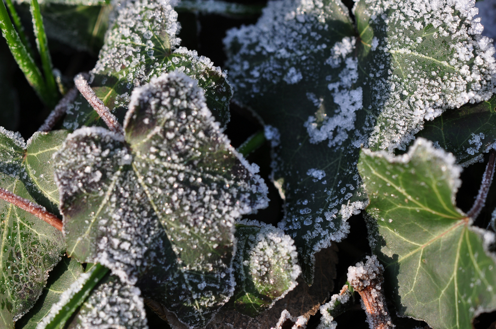 Frostige Kälte...