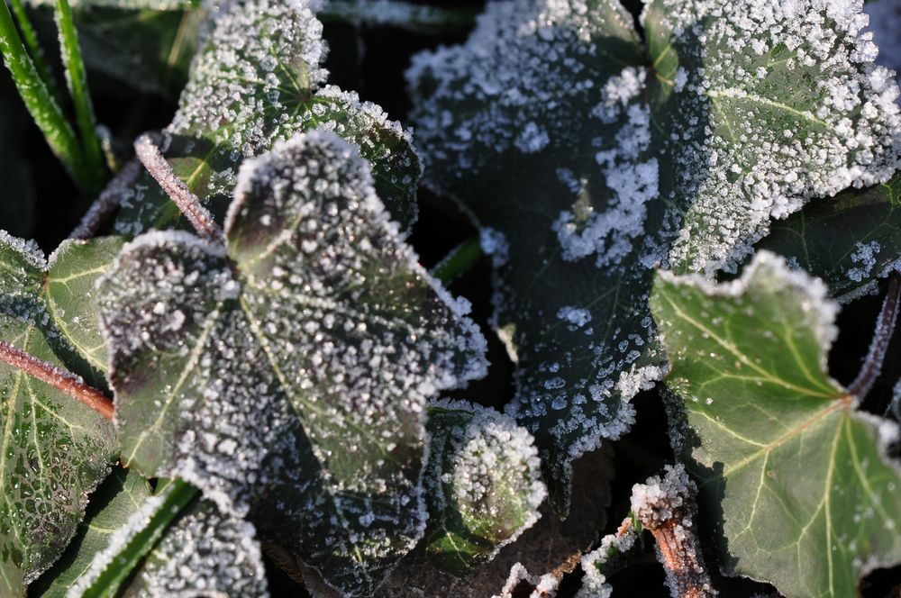 Frostige Kälte...