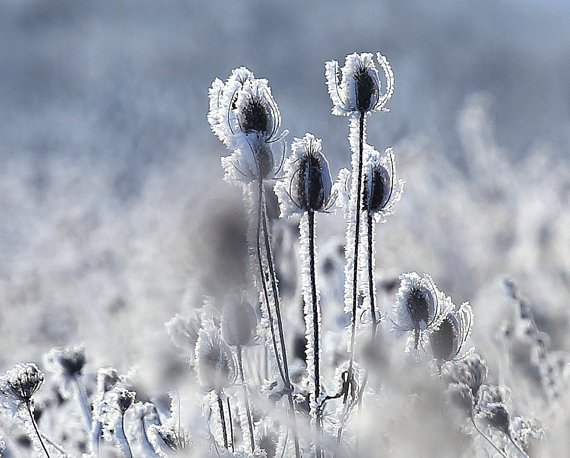 Frostige Karden