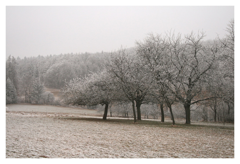 Frostige Kirschblüten