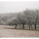 Frostige Kirschblüten