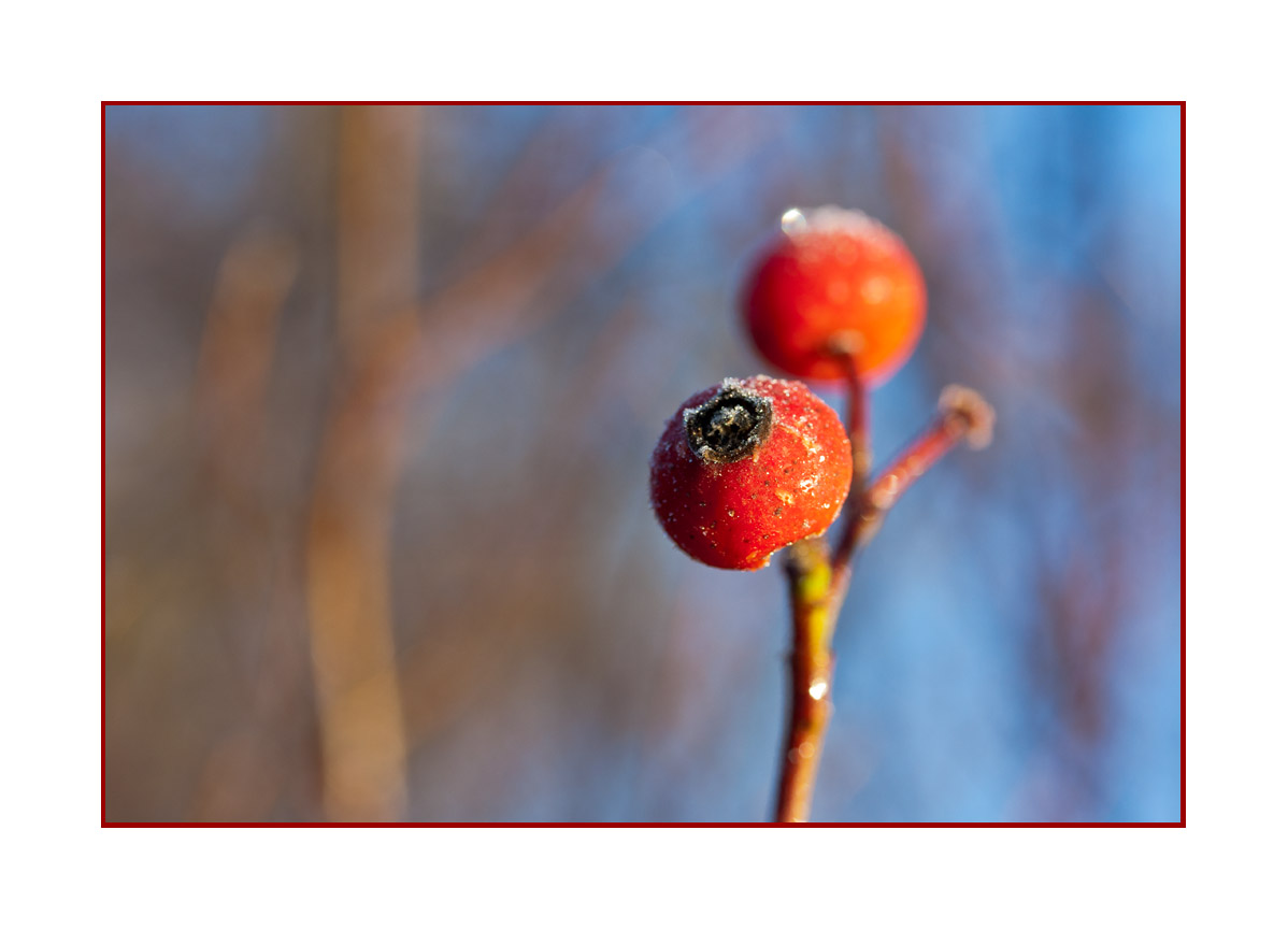 frostige Kugel....