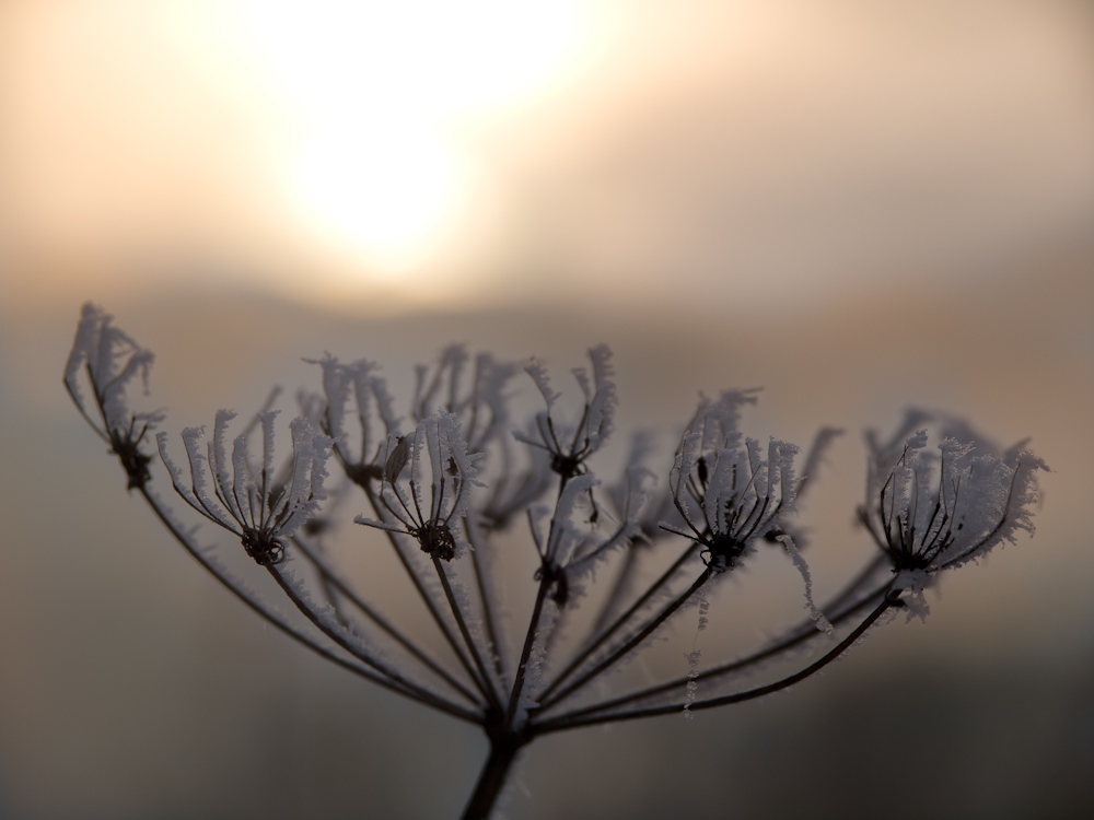 frostige Lichtfänger