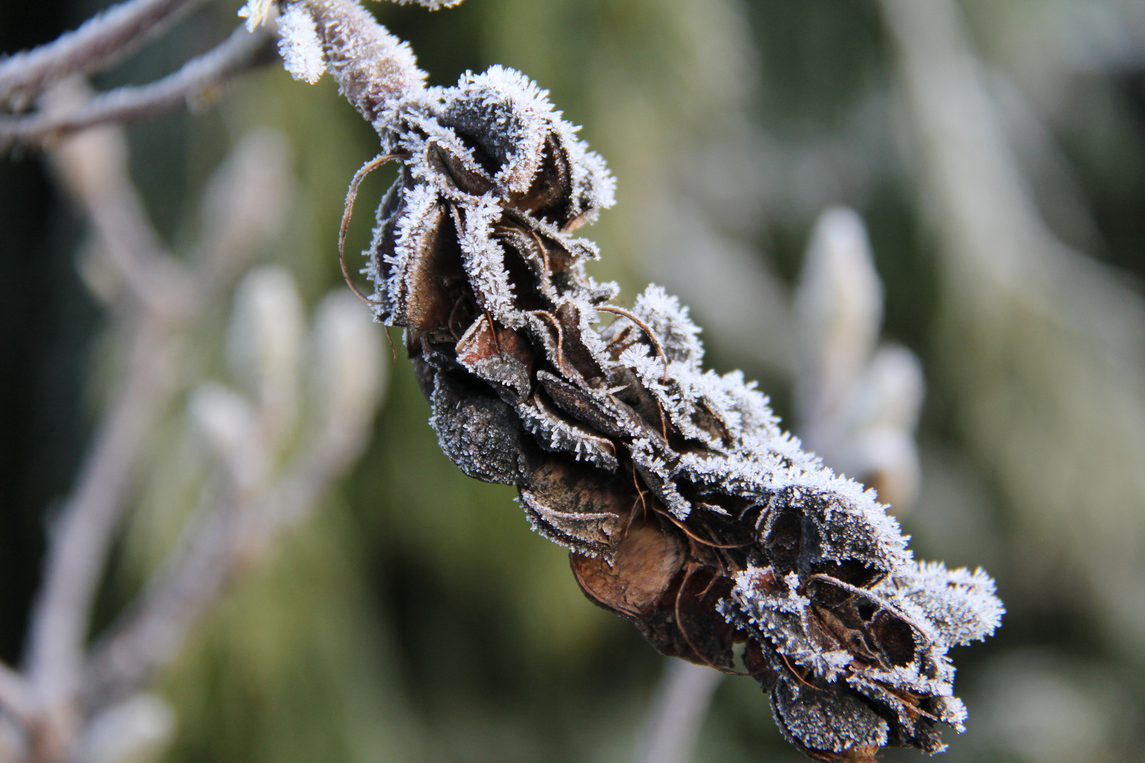 frostige Magnoliensamen