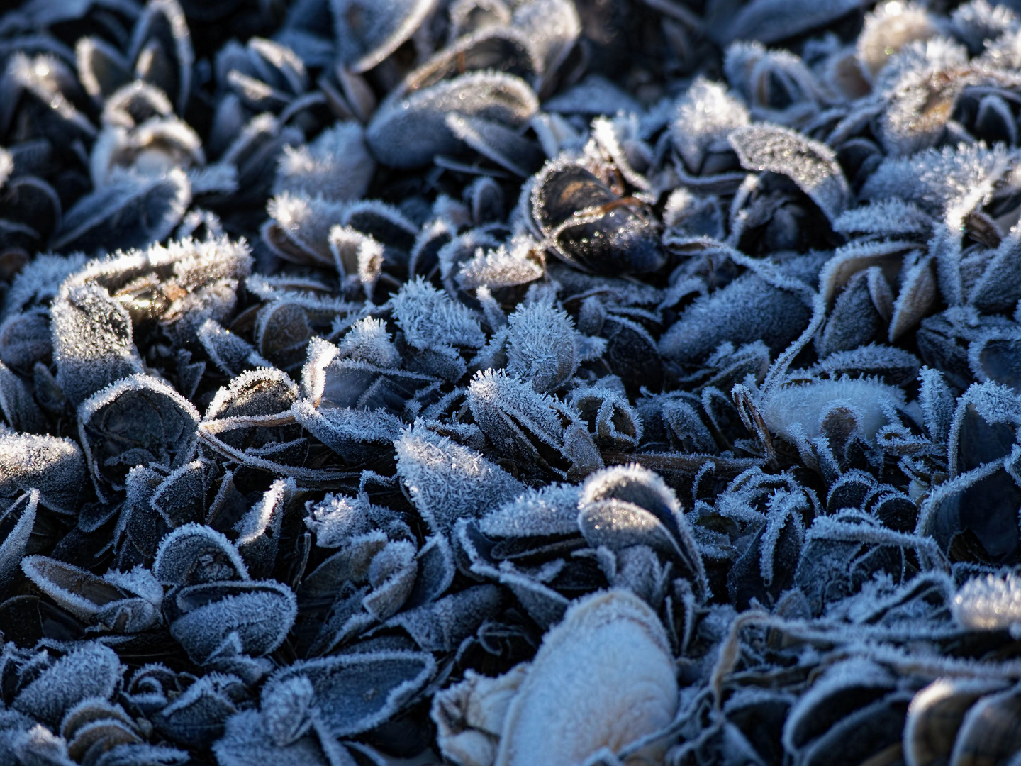 frostige Muscheln