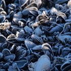 frostige Muscheln