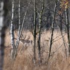 Frostige Nachbrunft bei den Moorhirschen 3