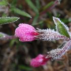 Frostige Nächte - Dianthusblüte: Halb erfroren