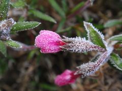 Frostige Nächte - Dianthusblüte: Halb erfroren