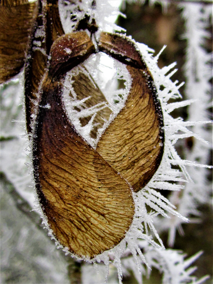 Frostige Nasen