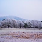 Frostige Natur