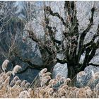 Frostige Natur