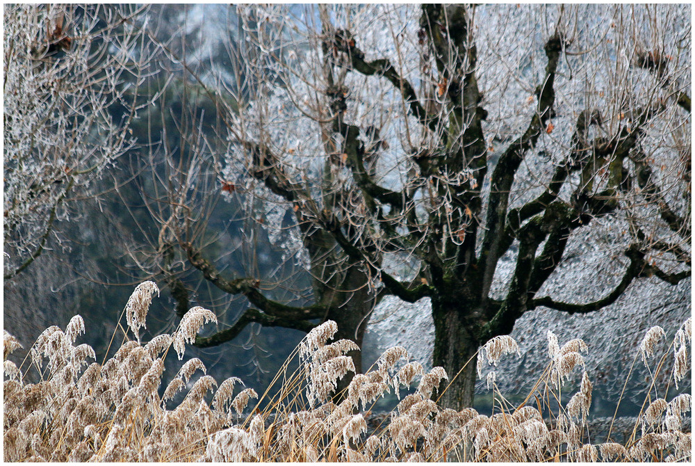 Frostige Natur