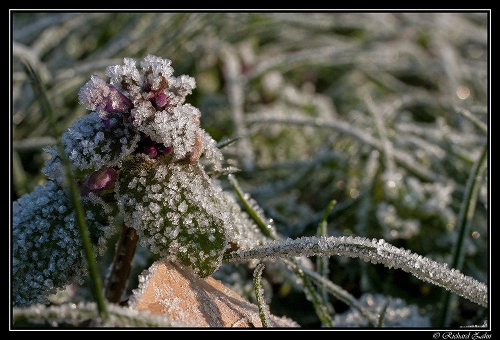 Frostige Nessel