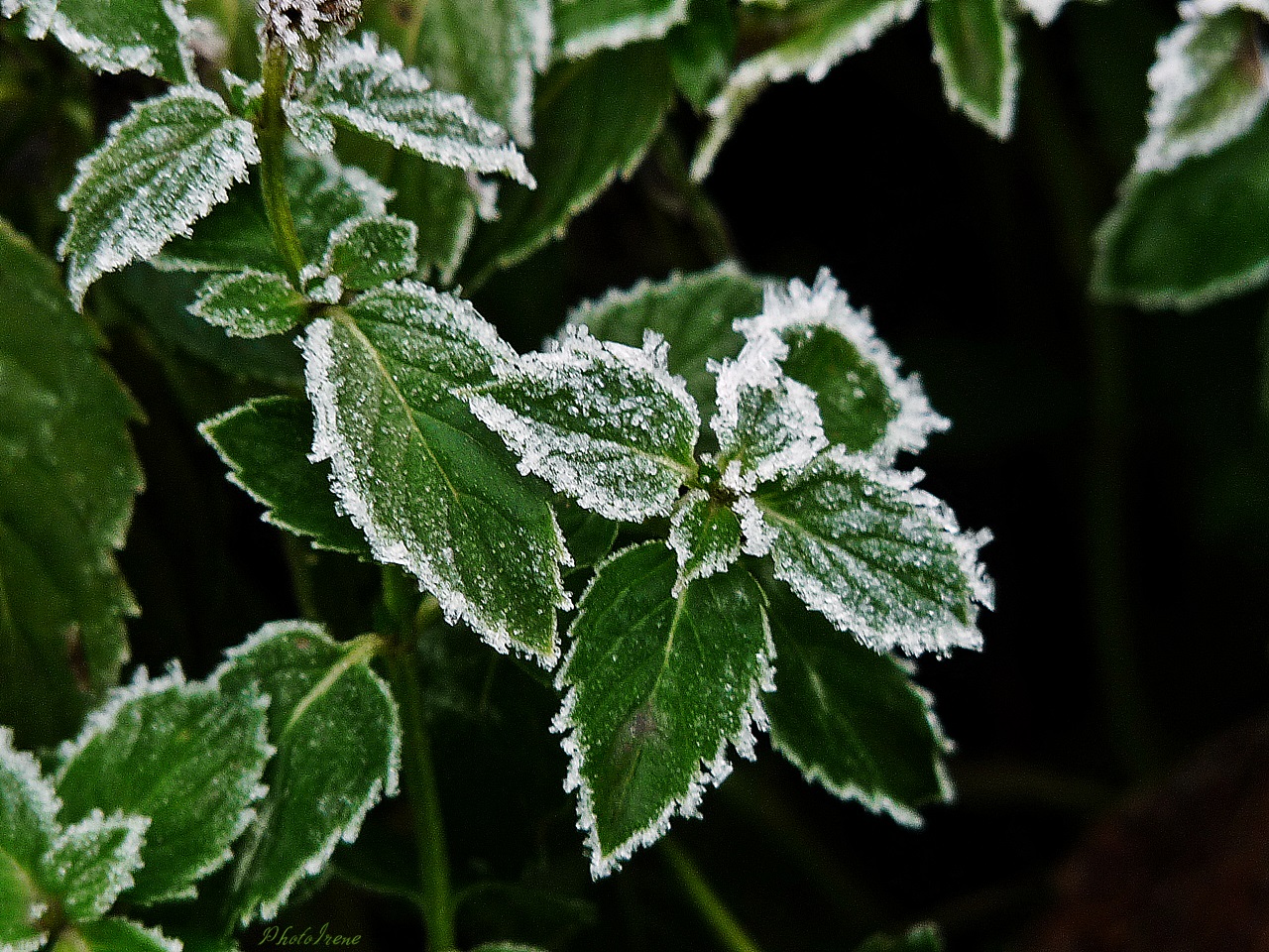  frostige Pfefferminz-Blätter