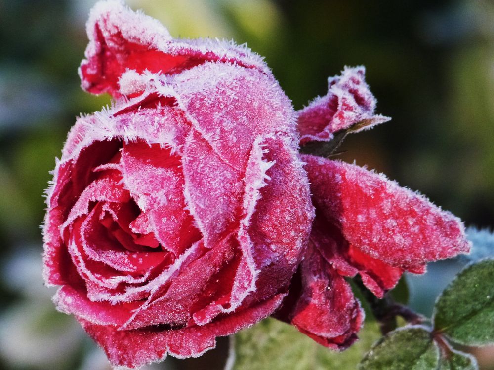  Frostige Rose Foto & Bild natur, pflanzen, rosen Bilder auf