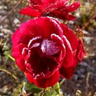 Frostige Rose 3