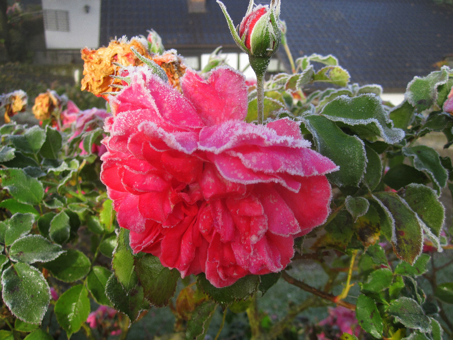 frostige Rose