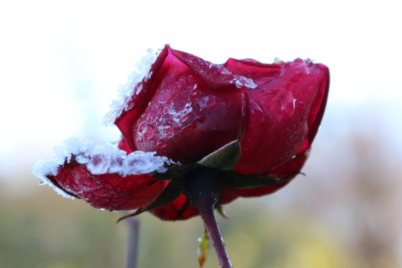 Frostige Rose