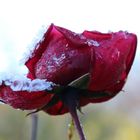 Frostige Rose