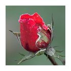 Frostige Rose