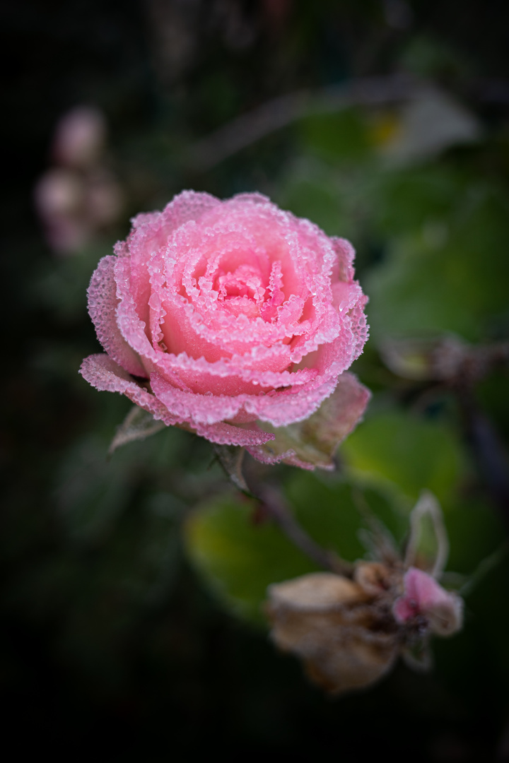 frostige Rose