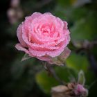 frostige Rose